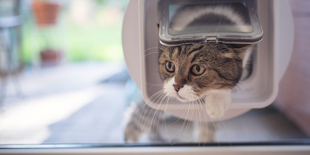 cat-flap cat-flap